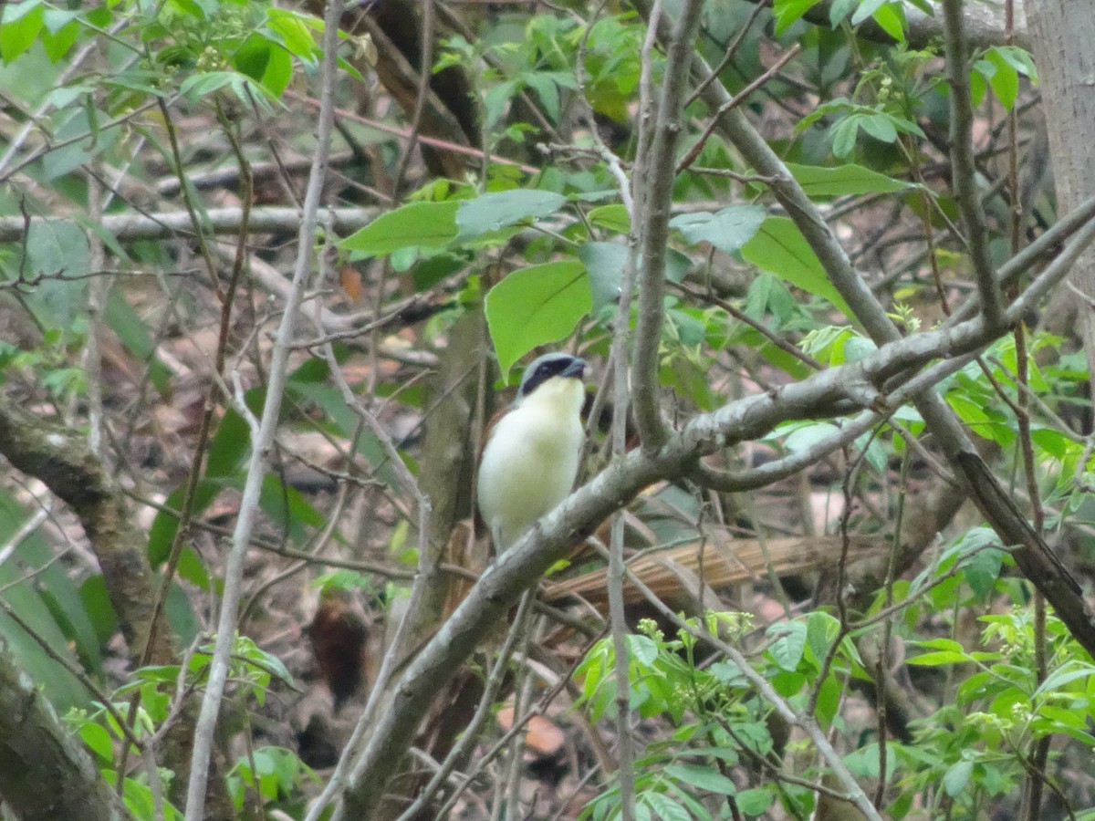 Burmese Shrike - ML572371201