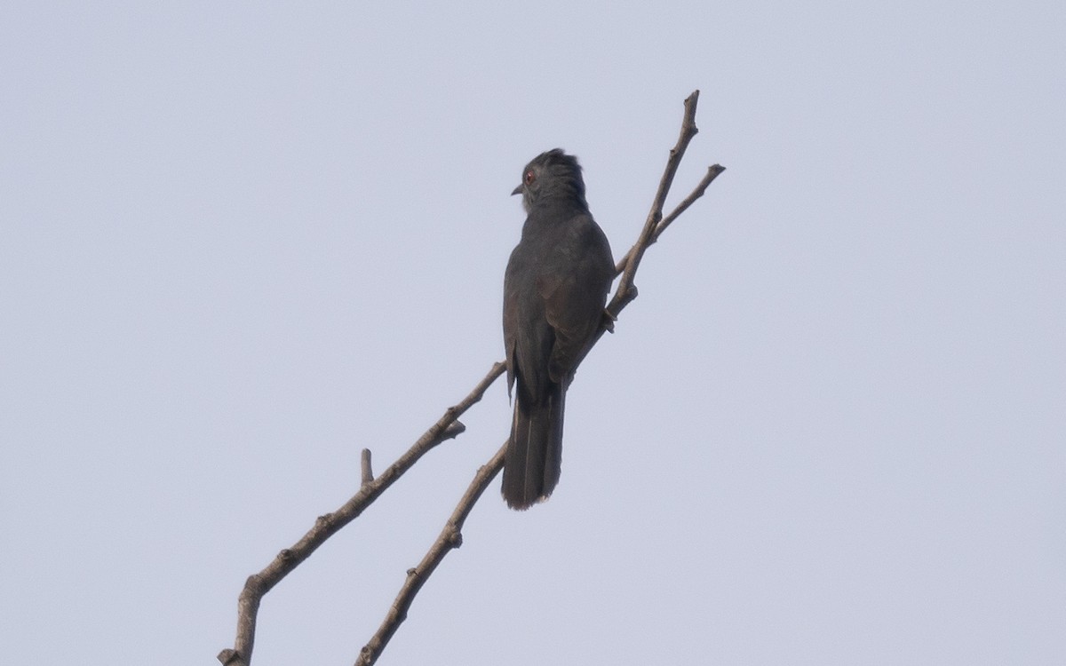 Gray-bellied Cuckoo - ML572371821