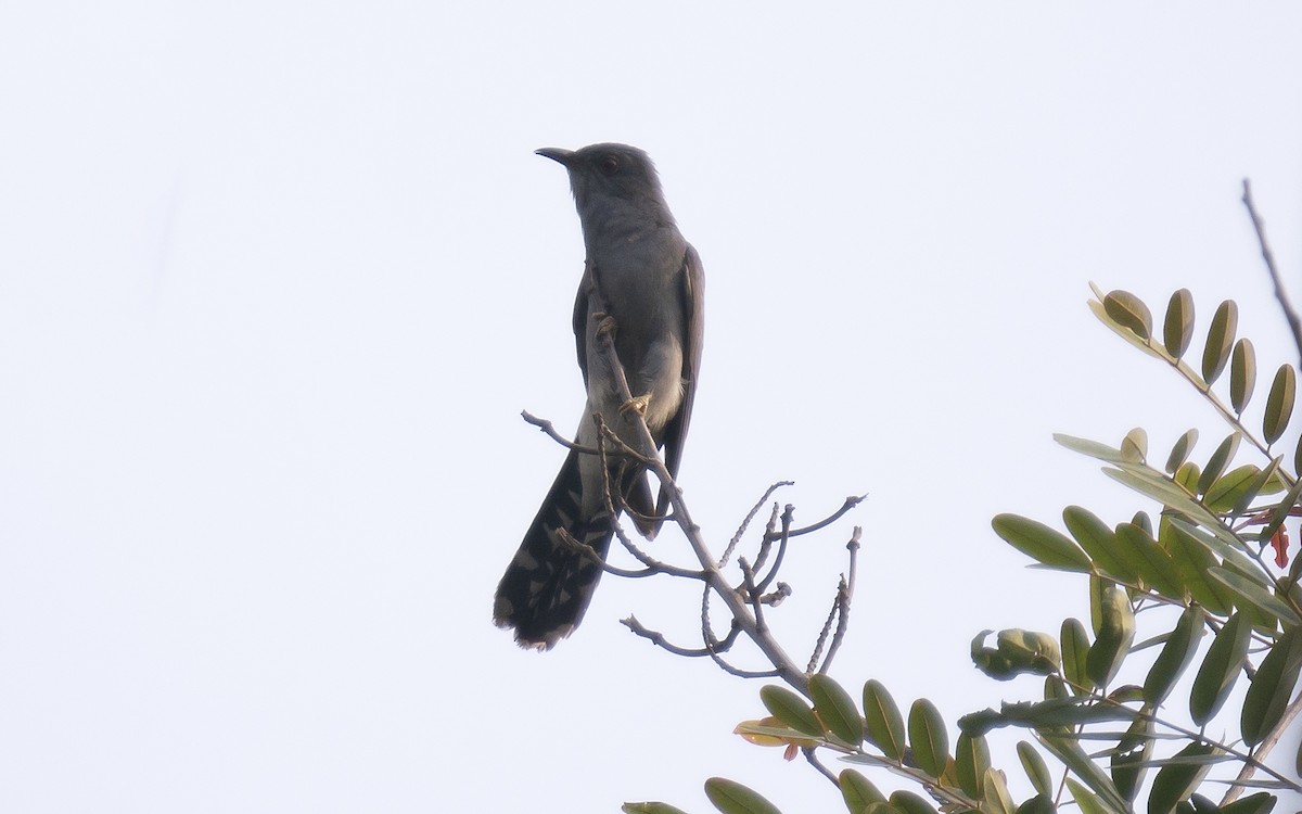 Gray-bellied Cuckoo - ML572372131