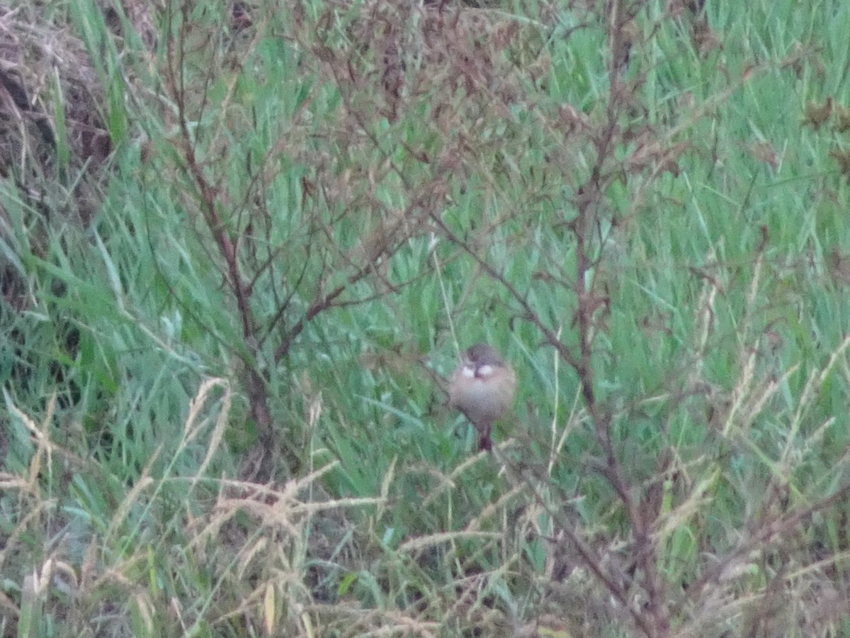 Chestnut-eared Bunting - Merganser Man