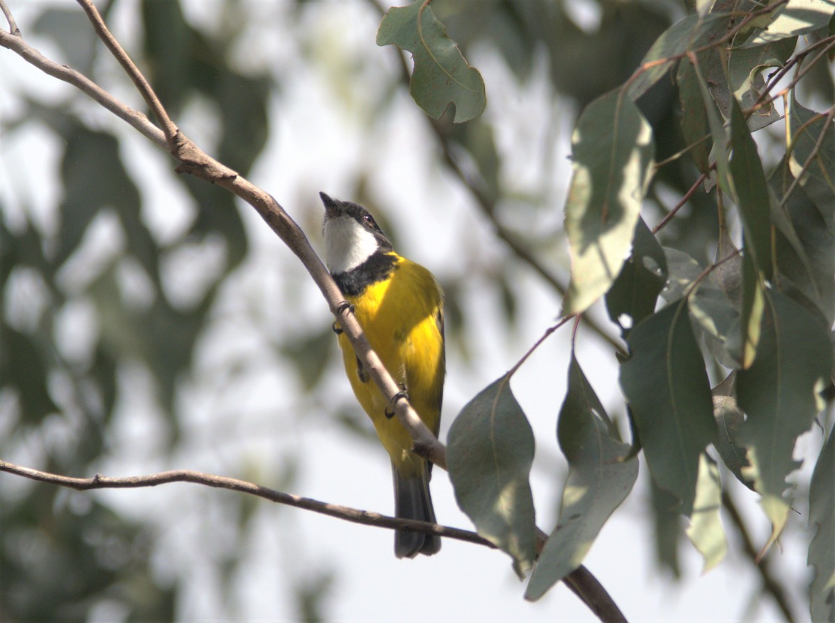 Golden Whistler - hannah deau