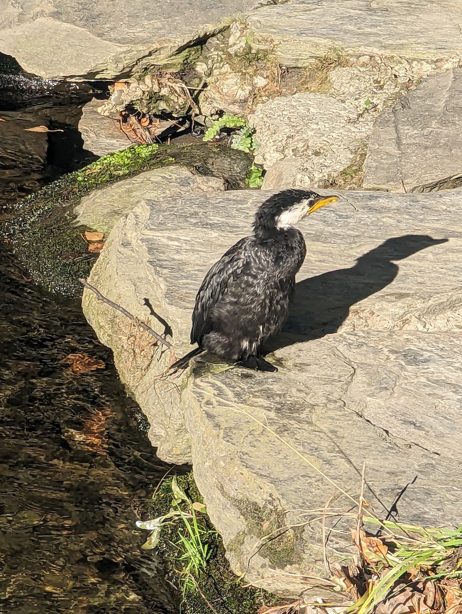 Little Pied Cormorant - ML572372851