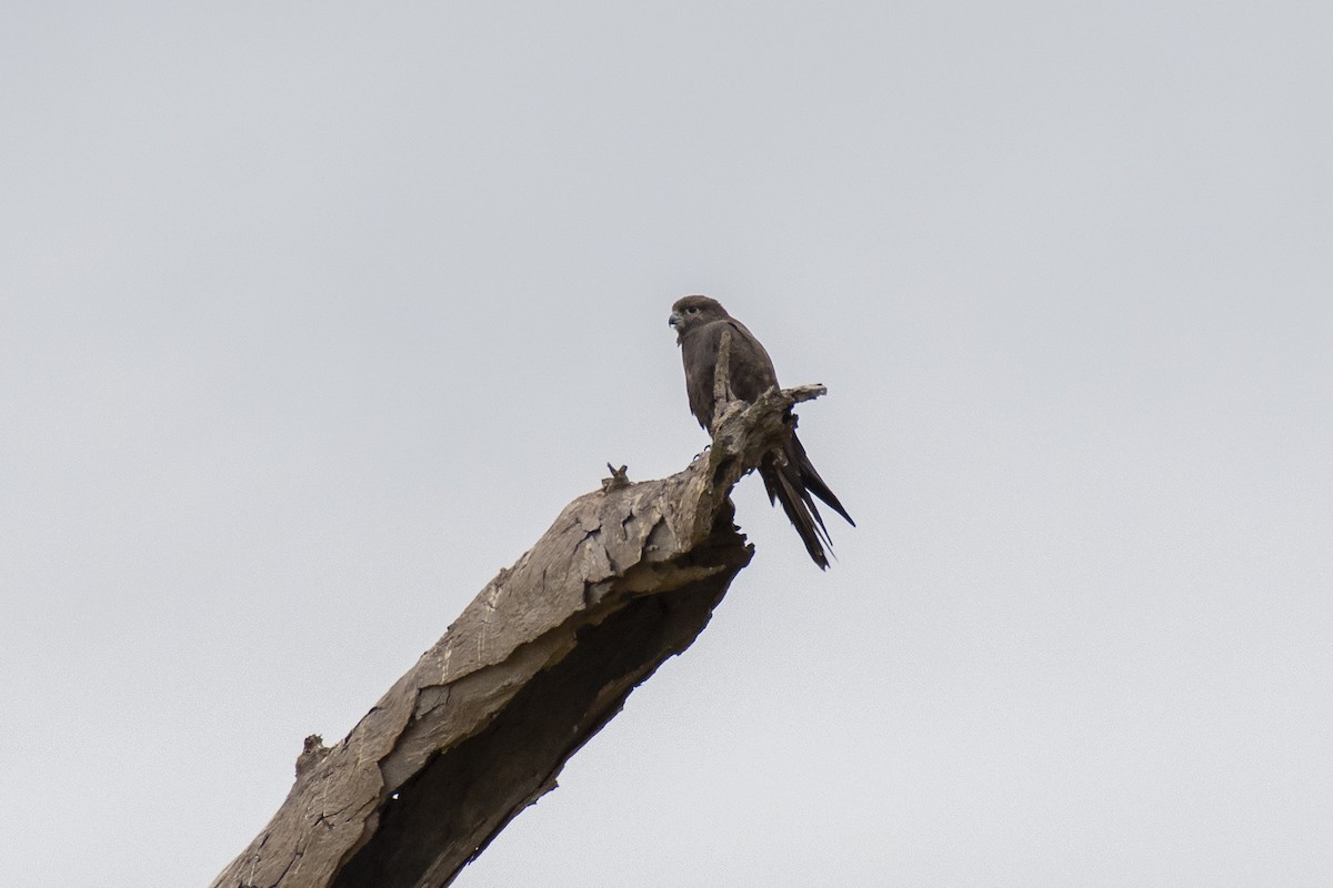 Black Falcon - Stephen Murray