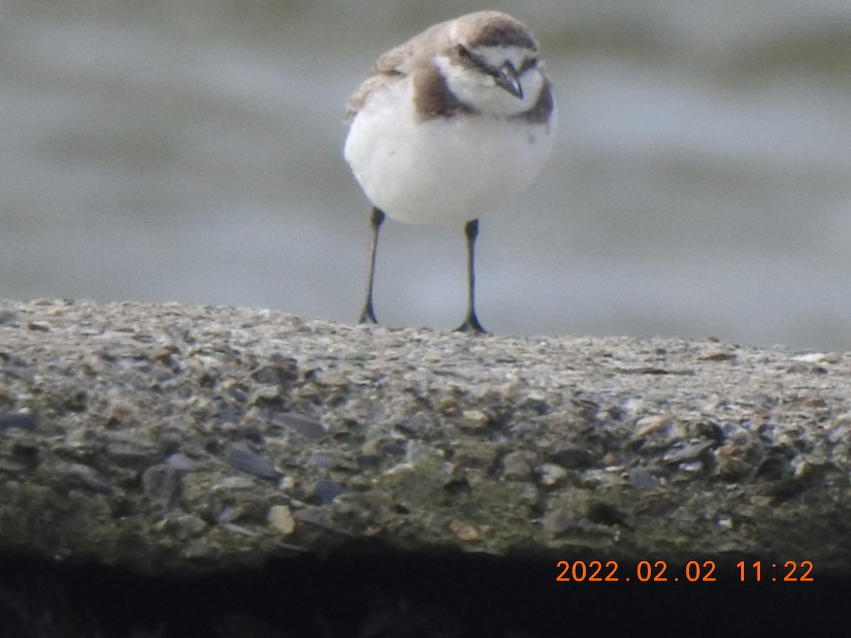 Siberian/Tibetan Sand-Plover - ML572374791