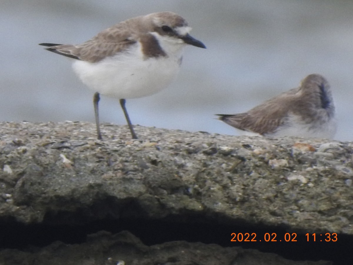 Siberian/Tibetan Sand-Plover - Mei-Luan Wang