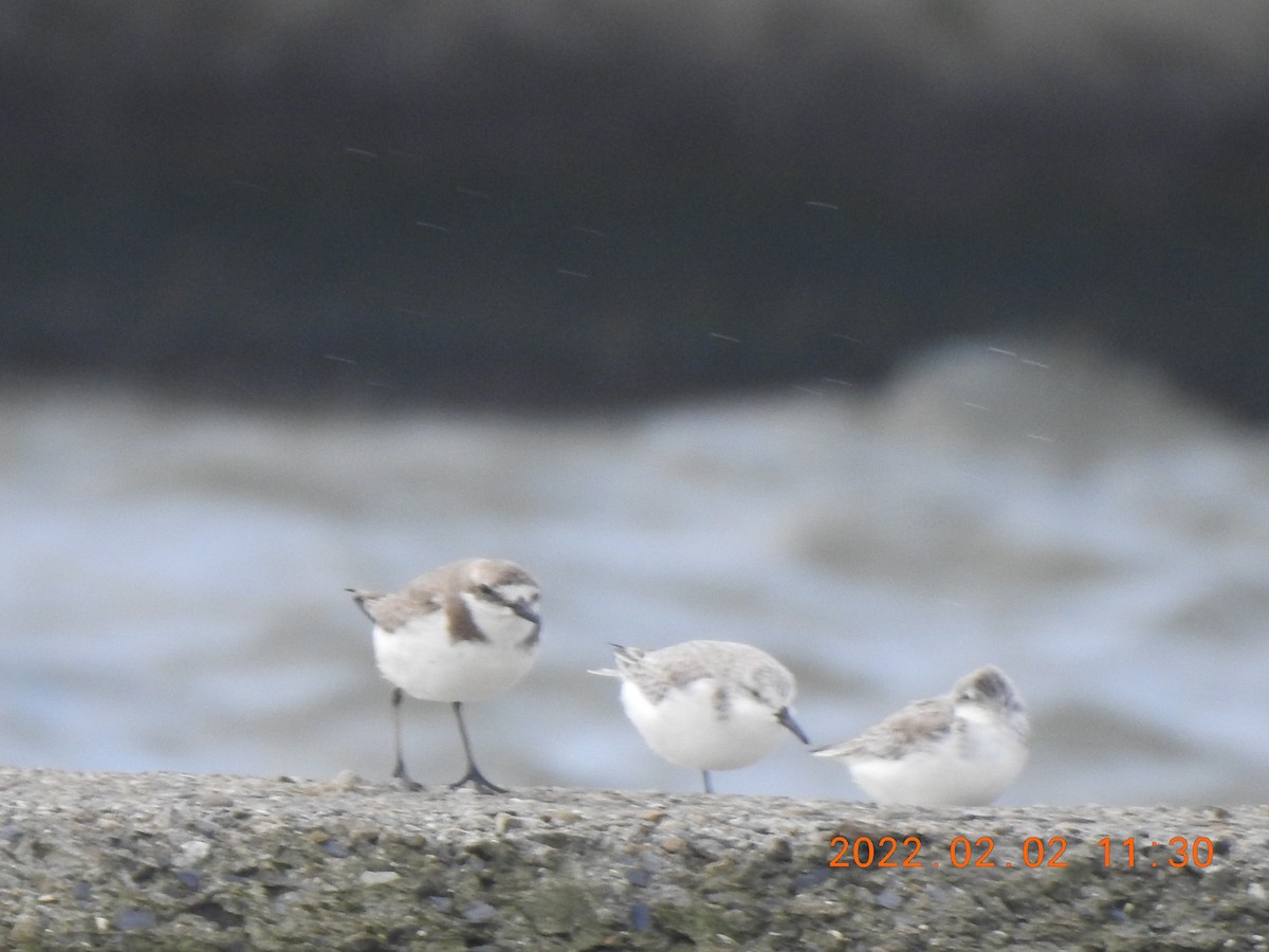 Siberian/Tibetan Sand-Plover - ML572374811