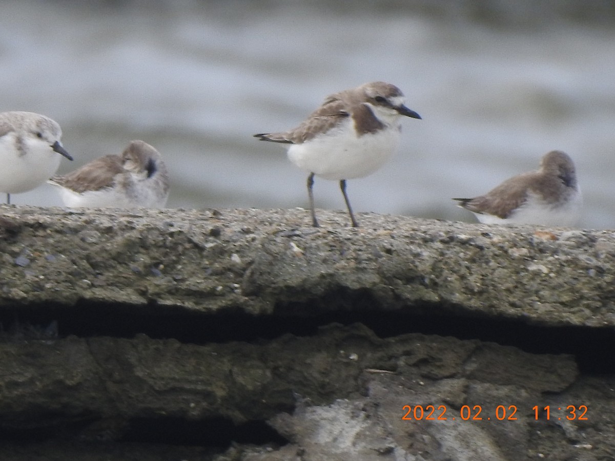 Siberian/Tibetan Sand-Plover - ML572374821