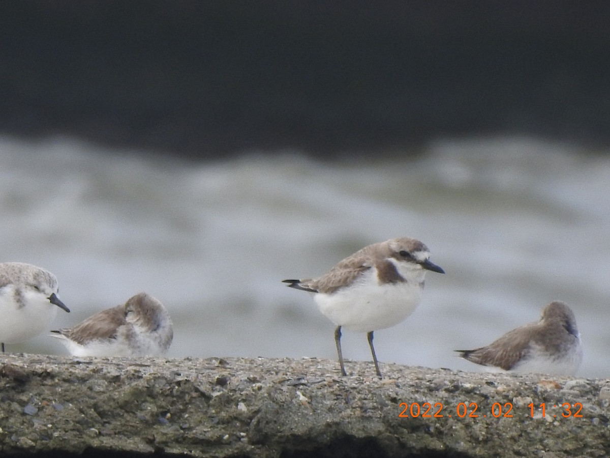 Siberian/Tibetan Sand-Plover - ML572374831