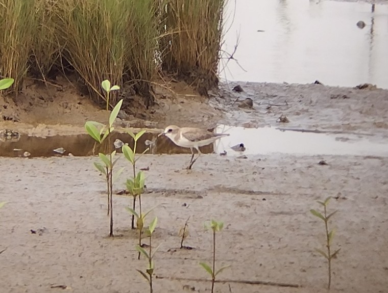 Siberian/Tibetan Sand-Plover - ML572374841