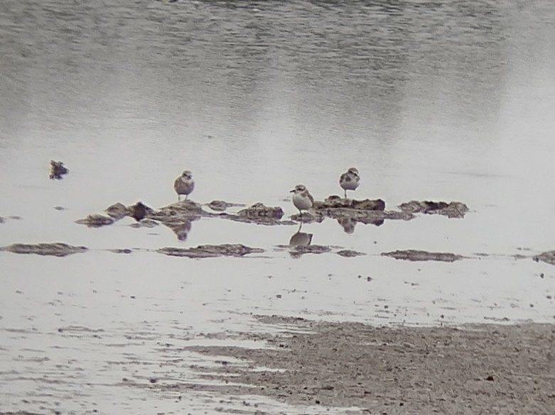 Siberian/Tibetan Sand-Plover - ML572374931