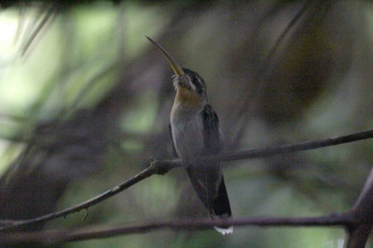 Band-tailed Barbthroat - ML57237551