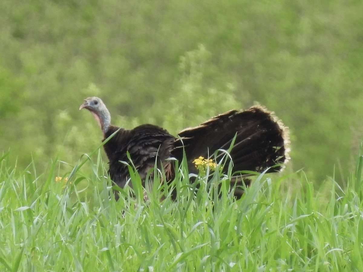 Guajolote Gallipavo - ML572375891