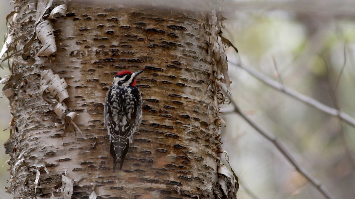 Yellow-bellied Sapsucker - Jay McGowan