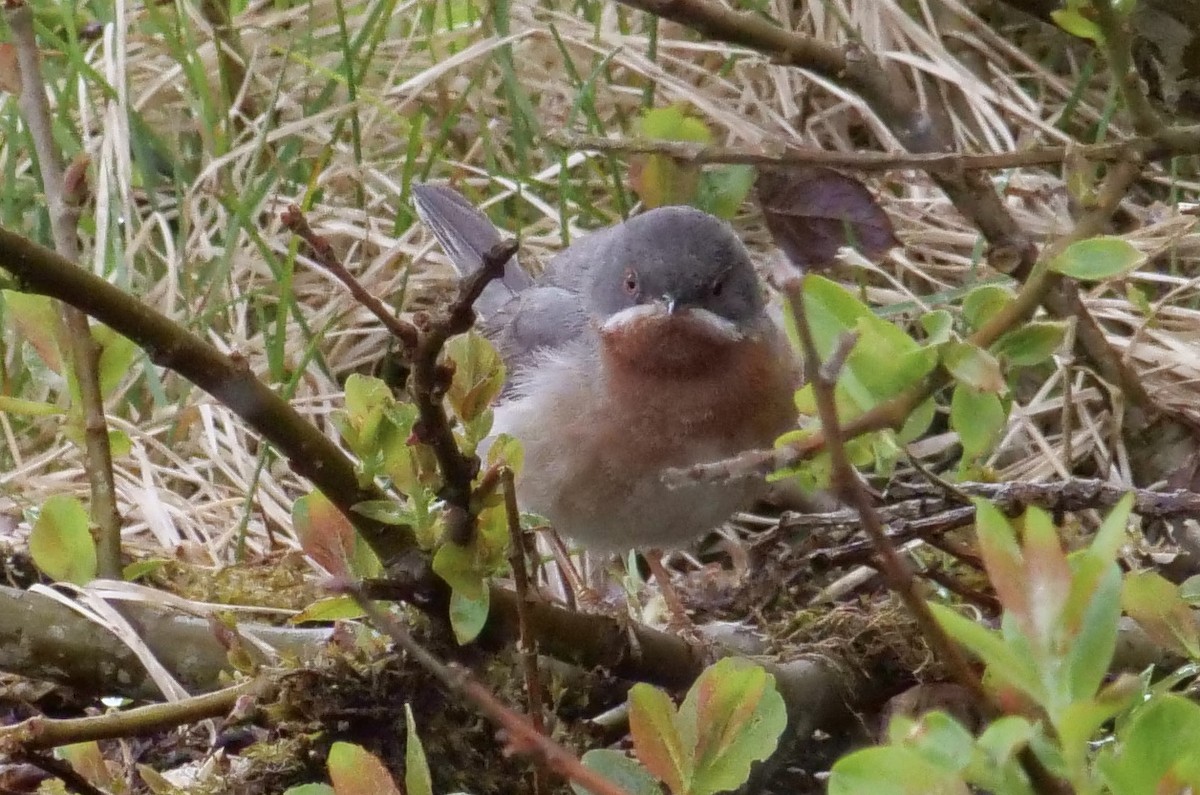 Eastern Subalpine Warbler - Jan Bryant