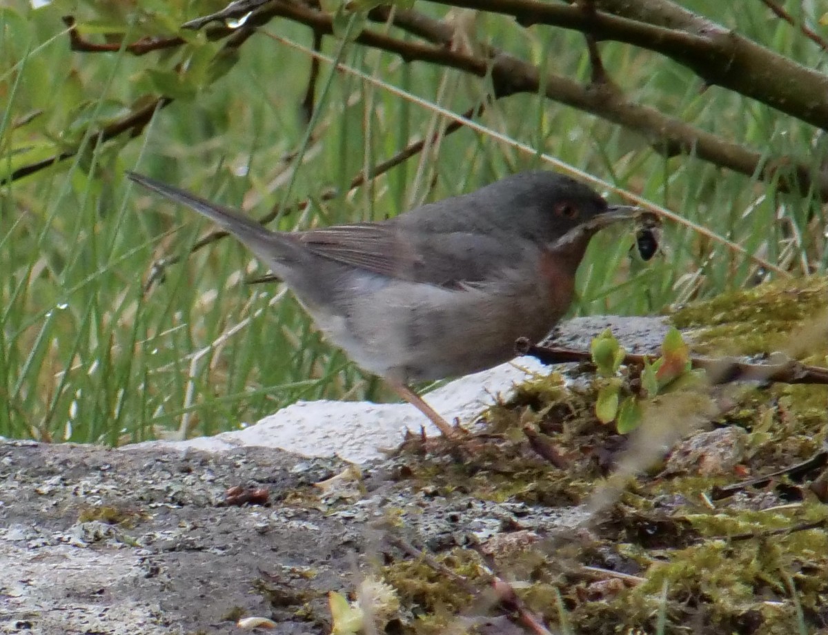 Eastern Subalpine Warbler - Jan Bryant