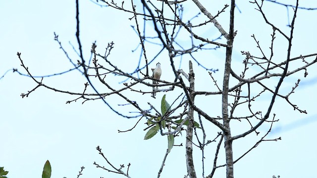White-browed Shrike-Babbler - ML572379391