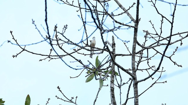 Vireo Alcaudón Cejiblanco - ML572379391