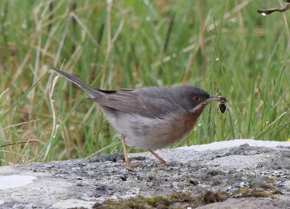 Eastern Subalpine Warbler - Jan Bryant