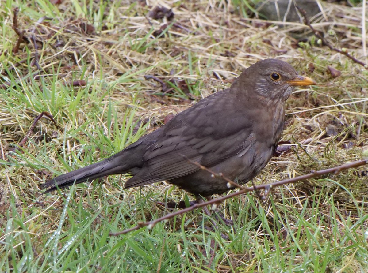 Eurasian Blackbird - Jan Bryant