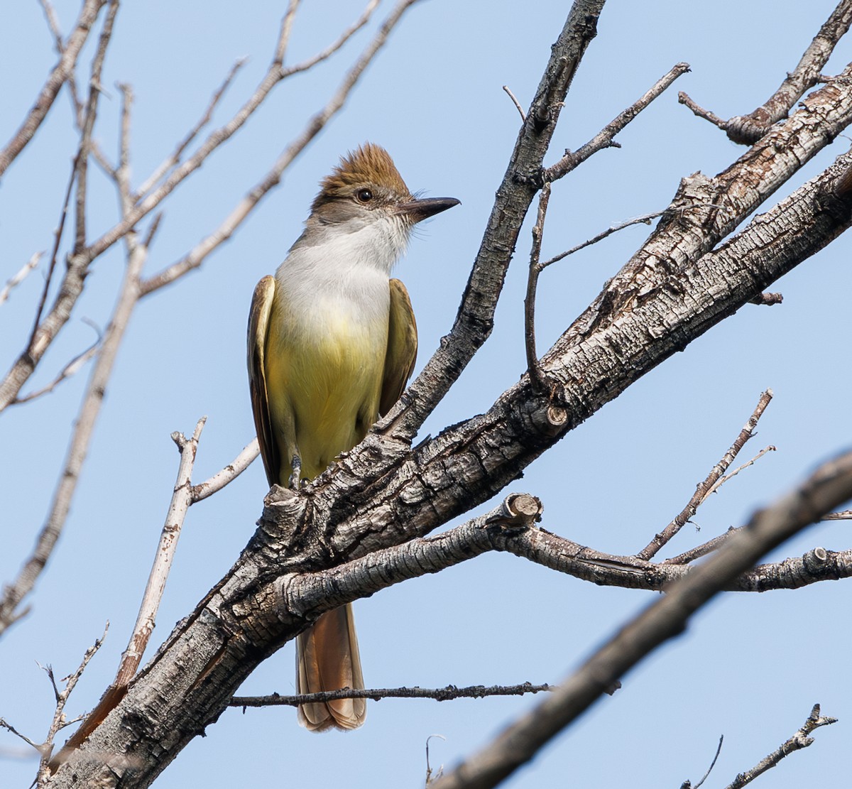 Brown-crested Flycatcher - Chezy Yusuf