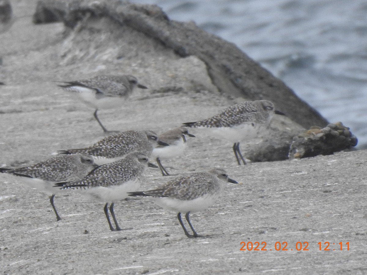 Black-bellied Plover - ML572379781