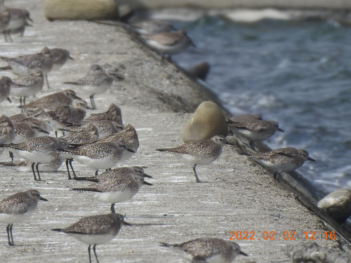 Black-bellied Plover - ML572379841