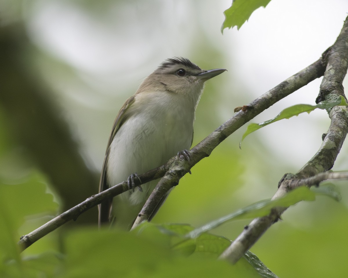 Red-eyed Vireo - ML572381231