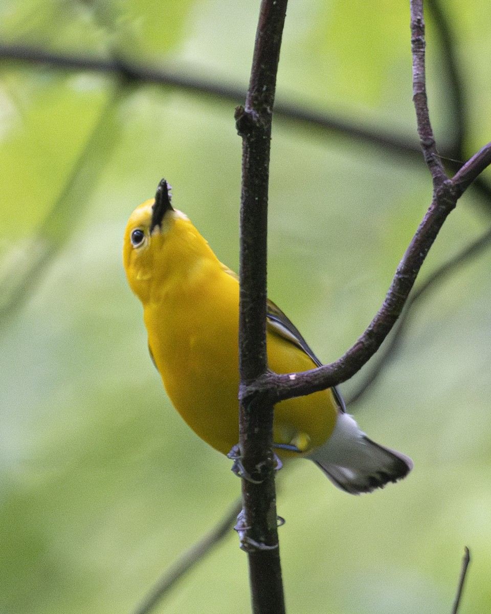Prothonotary Warbler - ML572381421