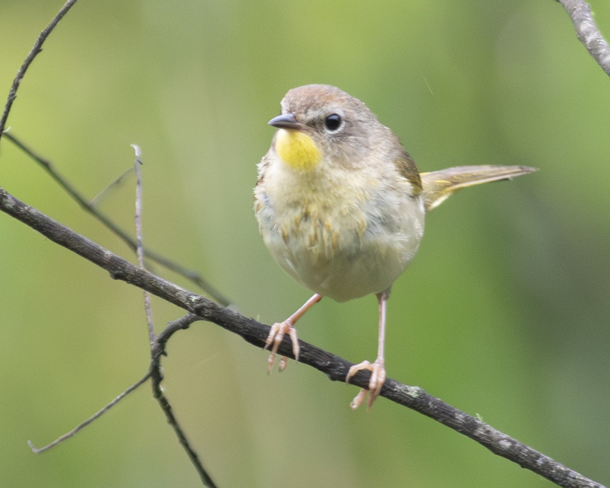 Common Yellowthroat - ML572381441