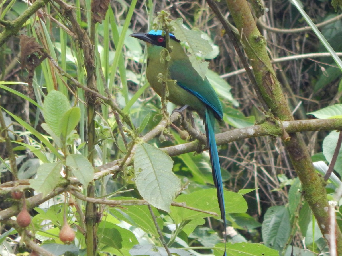 Andean Motmot - Ana María  Gil Murillo