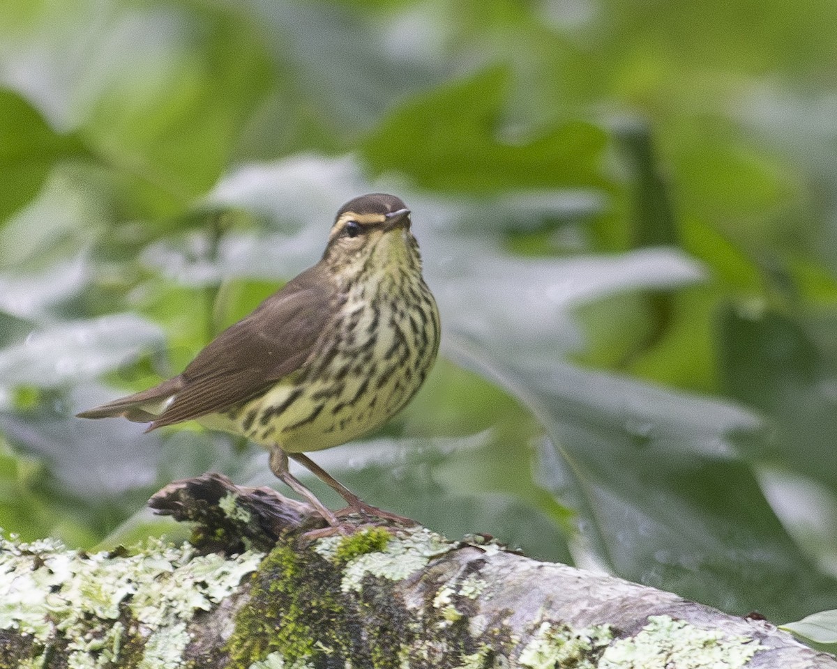Northern Waterthrush - ML572381471