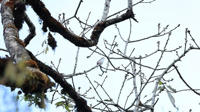 White-browed Shrike-Babbler - ML572381721