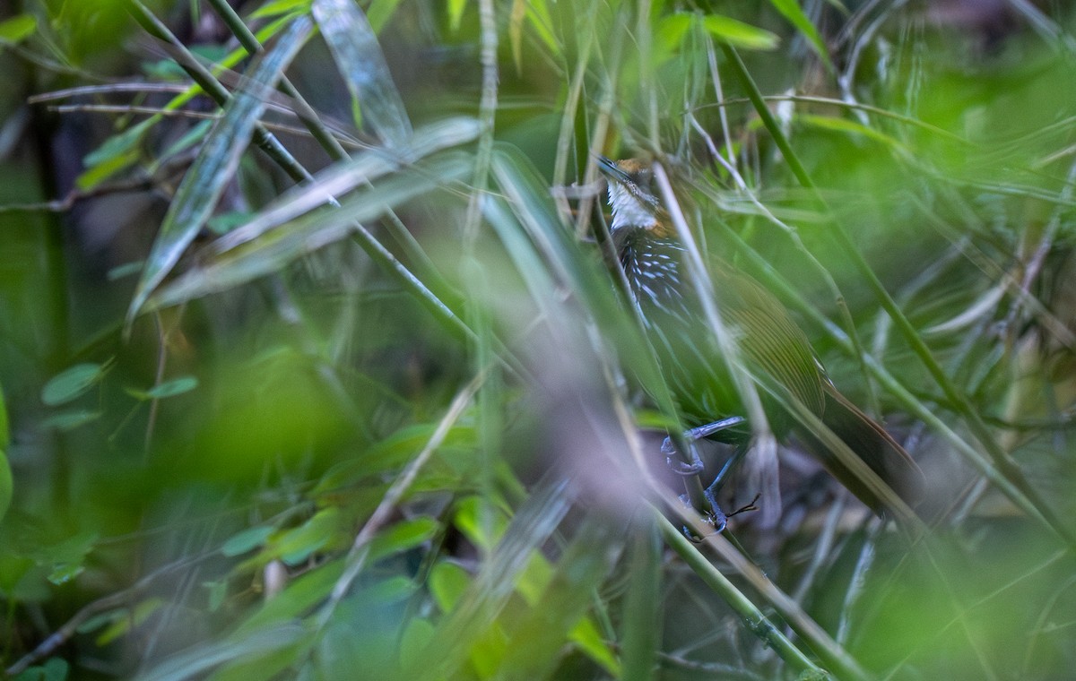 Falcated Wren-Babbler - ML572381731