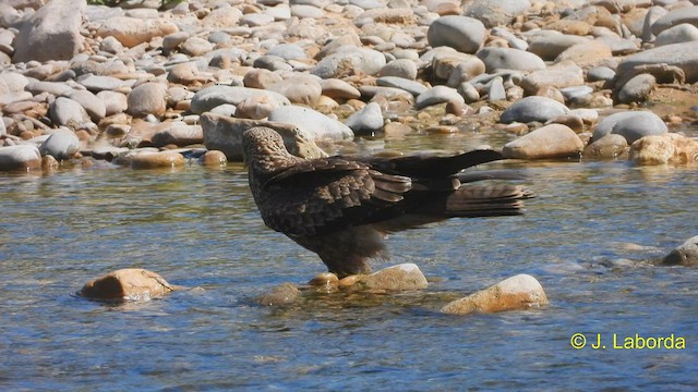 Black Kite - ML572381761