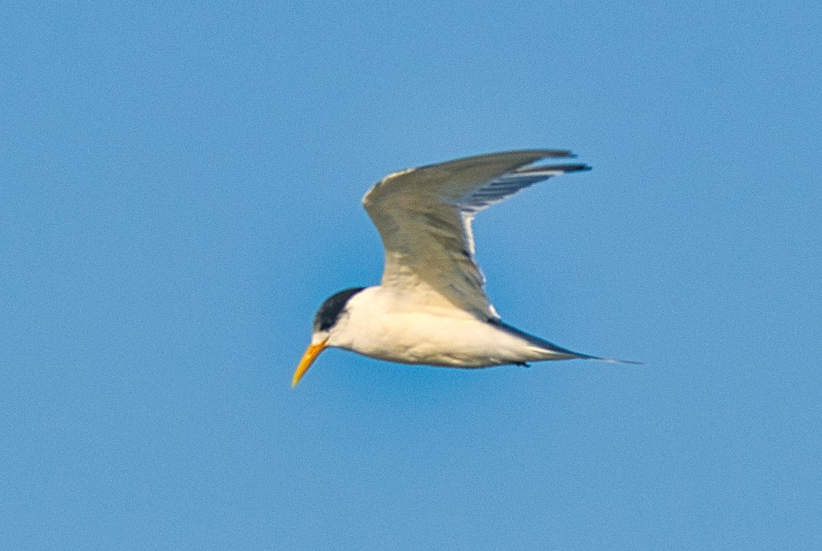 Great Crested Tern - ML572381871