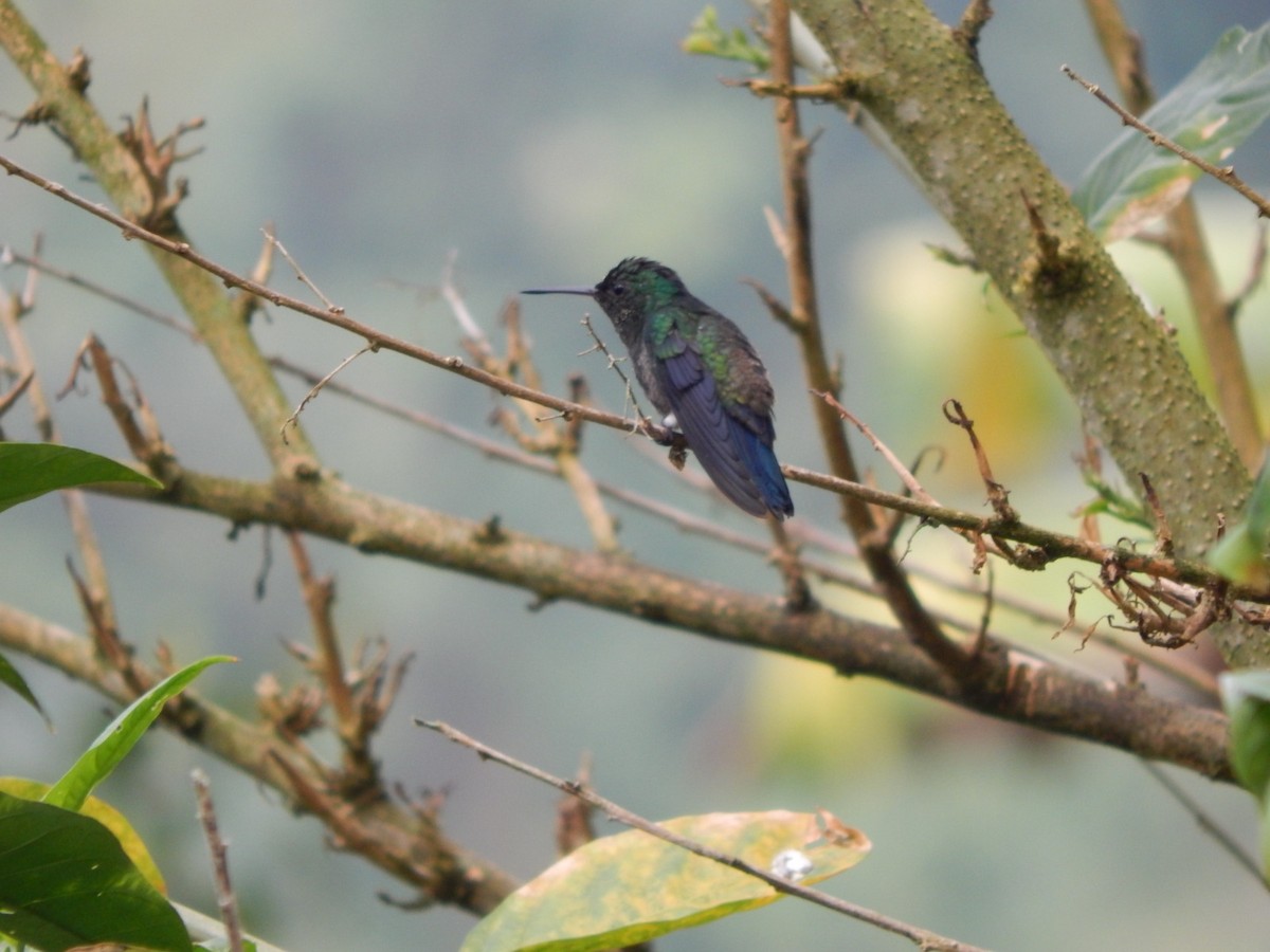 Steely-vented Hummingbird - Ana María  Gil Murillo