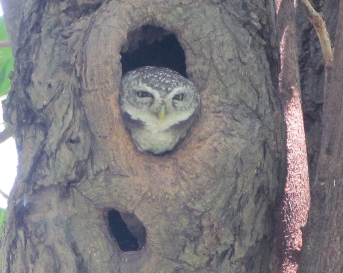 Spotted Owlet - ML572382471