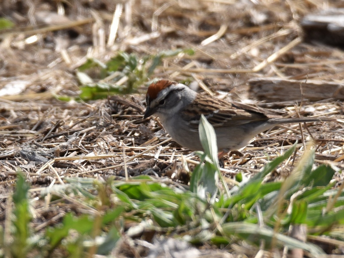 Chipping Sparrow - ML572382691