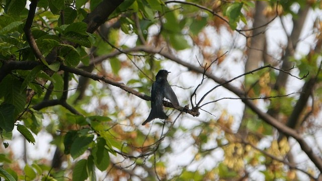 Cuclillo Drongo Coliahorquillado - ML572383881