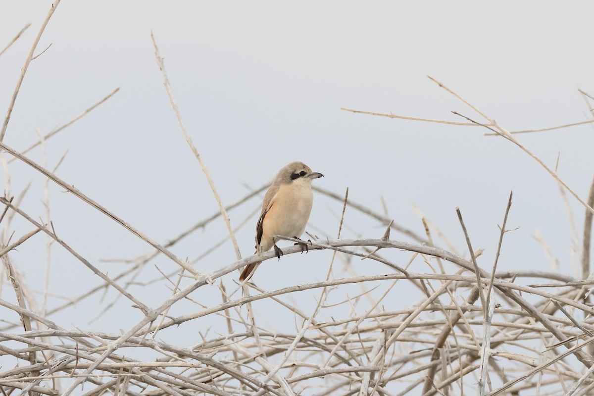 Isabelline Shrike - ML572384001