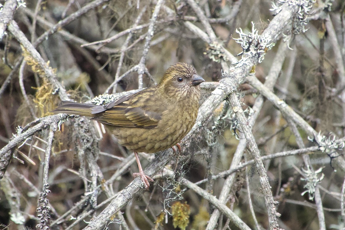 Dark-rumped Rosefinch - ML572384041