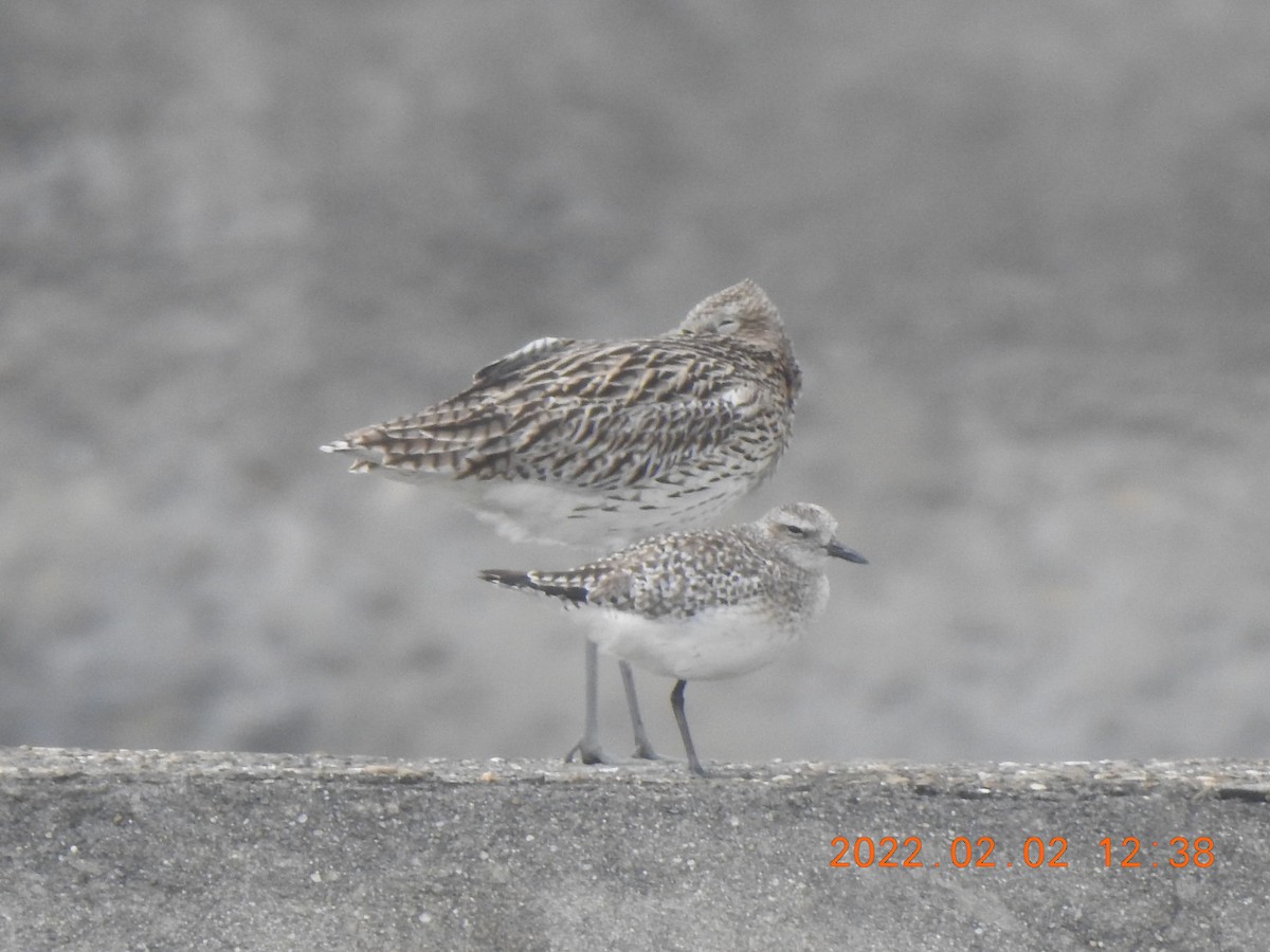 Black-bellied Plover - ML572385111