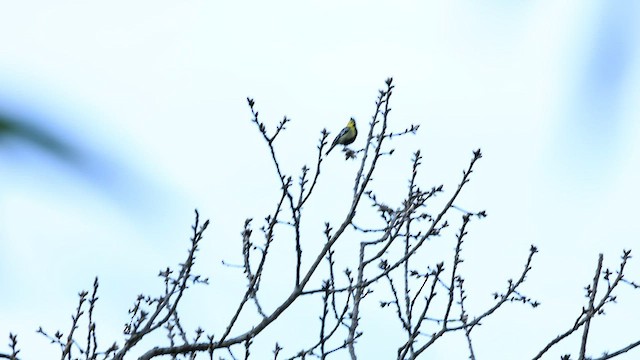 Yellow-cheeked Tit - ML572385131