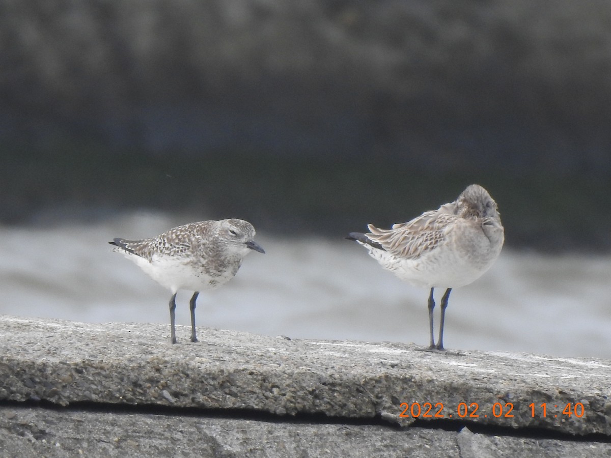 Black-bellied Plover - ML572385141