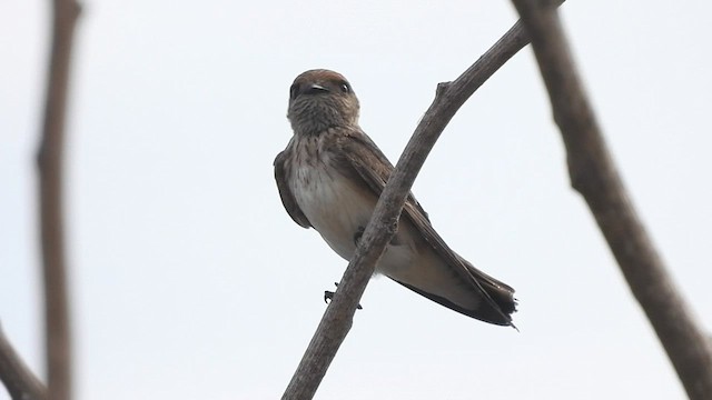 Streak-throated Swallow - ML572385251