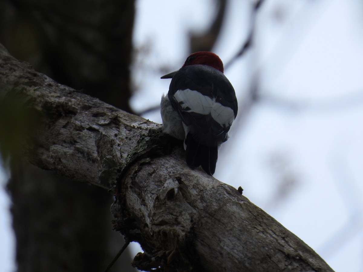 Red-headed Woodpecker - Sandi Jacques