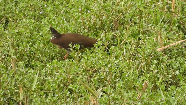 Ruddy-breasted Crake - ML572385481