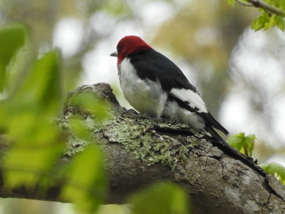 Red-headed Woodpecker - Sandi Jacques