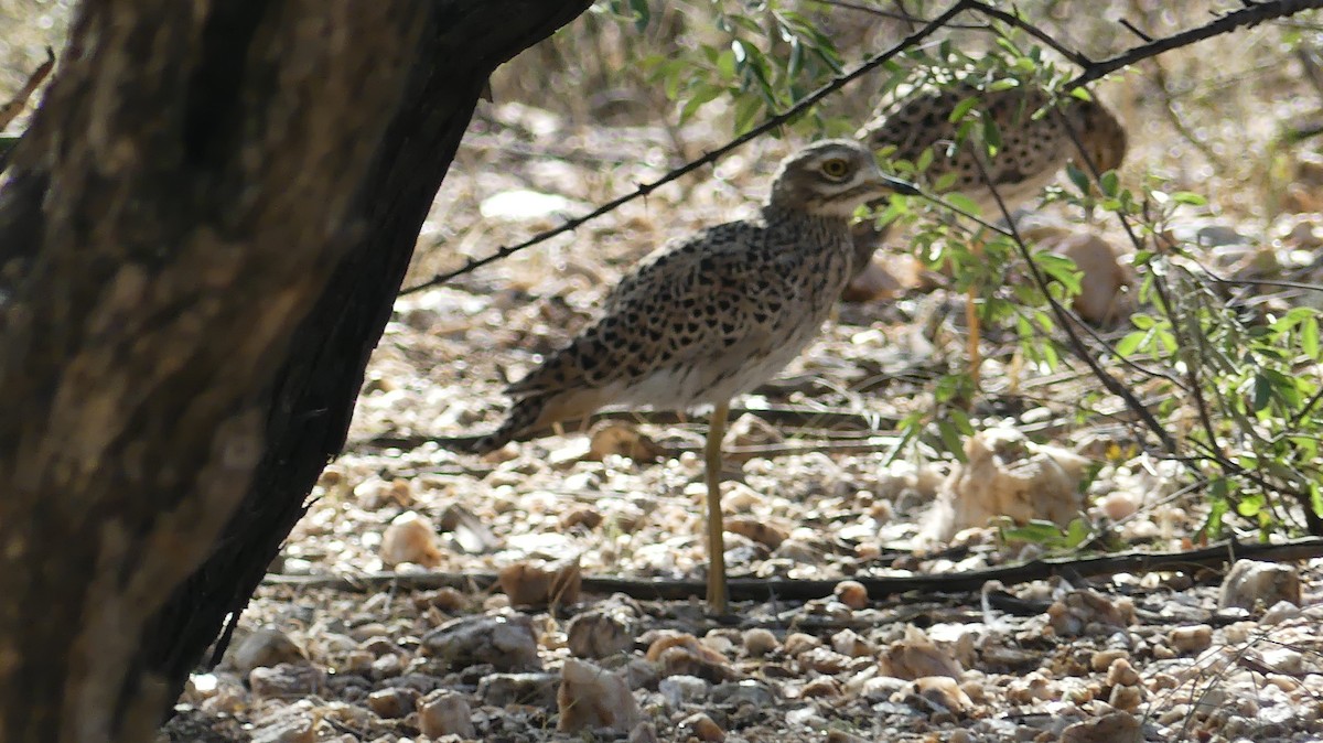 Spotted Thick-knee - ML572385631