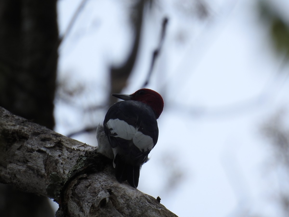 Red-headed Woodpecker - Sandi Jacques